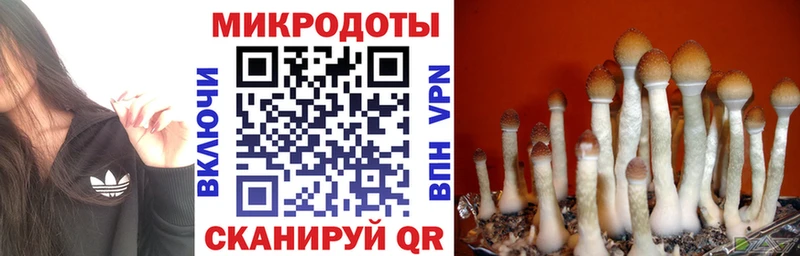Галлюциногенные грибы Psilocybe  Кирово-Чепецк 
